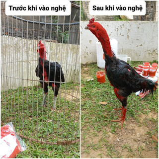 BỘT NGHỆ ĐỎ NGUYÊN CHẤT CHO GÀ ĐÁ