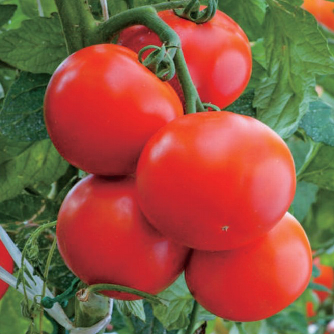 Gói 10 hạt giống cà chua beef Domina chịu nhiệt - giống hữu hạn - hạt giống nội địa TQ