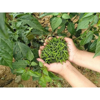 Ớt gió Đồng Văn xóc muối