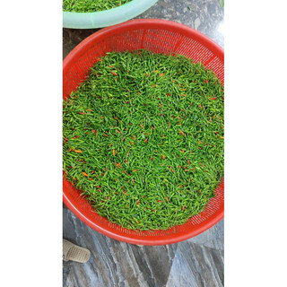 Ớt gió Đồng Văn xóc muối