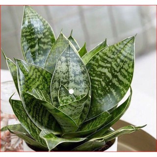Cây giống lưỡi hổ lưỡi meo