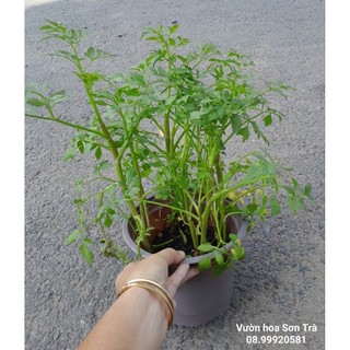 (VHST giao TP.HCM trong ngày) RAU CÁC LOẠI - CÂY RAU CẦN NƯỚC.