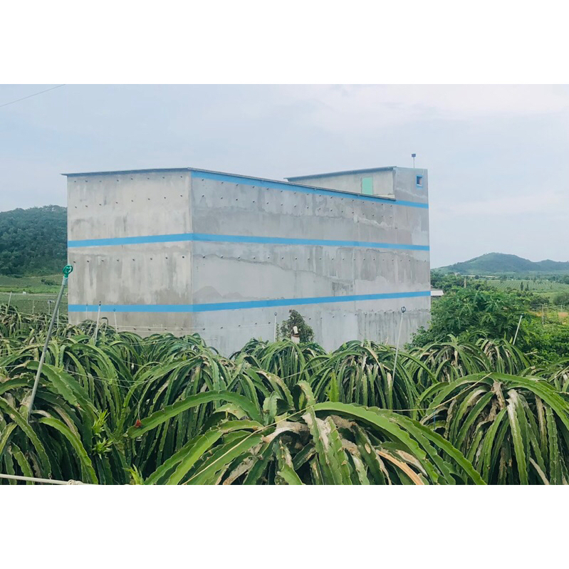 100gr Tổ yến tươi nguyên chất, sạch lông nhặt từ yến thô già- Yến Bình Thuận- Yến nhà bao giá