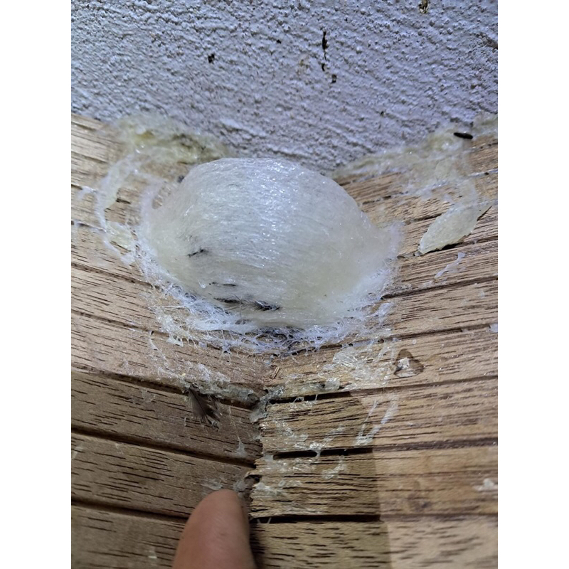 100gr Tổ yến tươi nguyên chất, sạch lông nhặt từ yến thô già- Yến Bình Thuận- Yến nhà bao giá