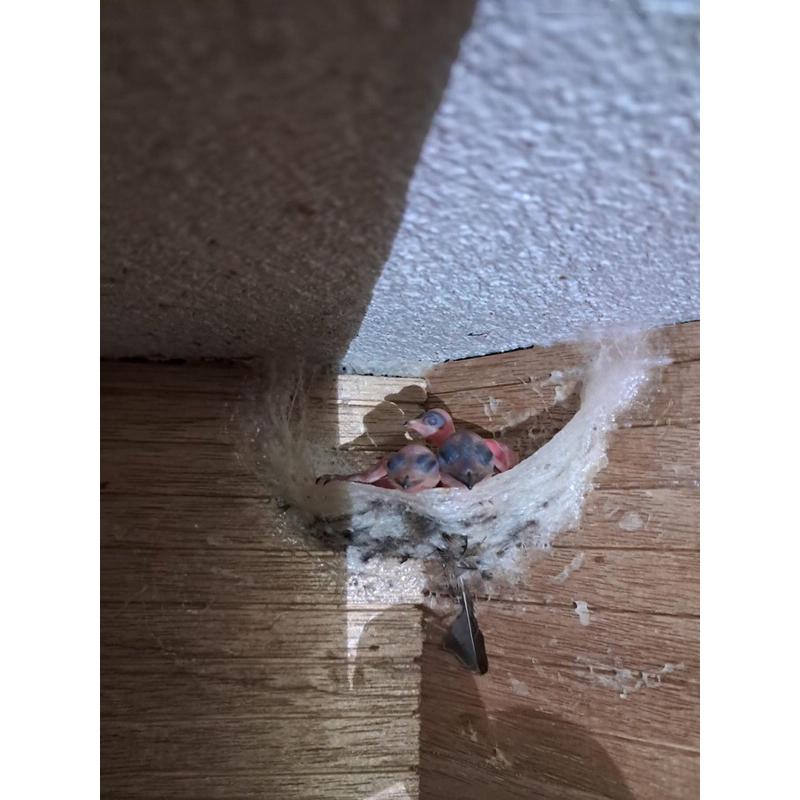 100G tổ yến sào Bình thuận tinh chế sợi dài loại 1 - yến xào tự nhiên nguyên chất 100%