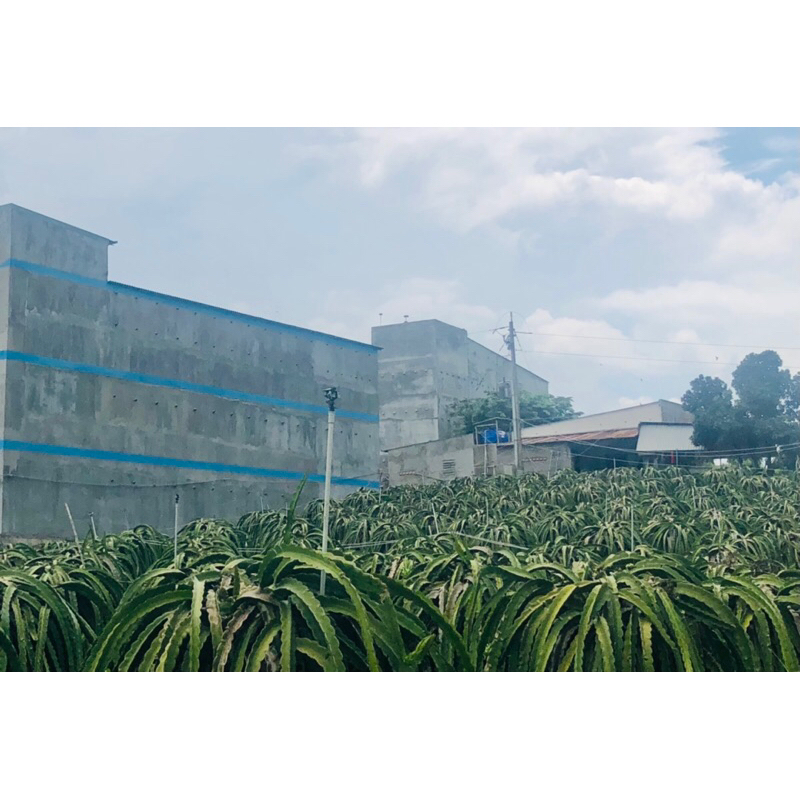 50G tổ yến sào Bình thuận tinh chế sợi dài loại 1 - yến xào tự nhiên nguyên chất 100%