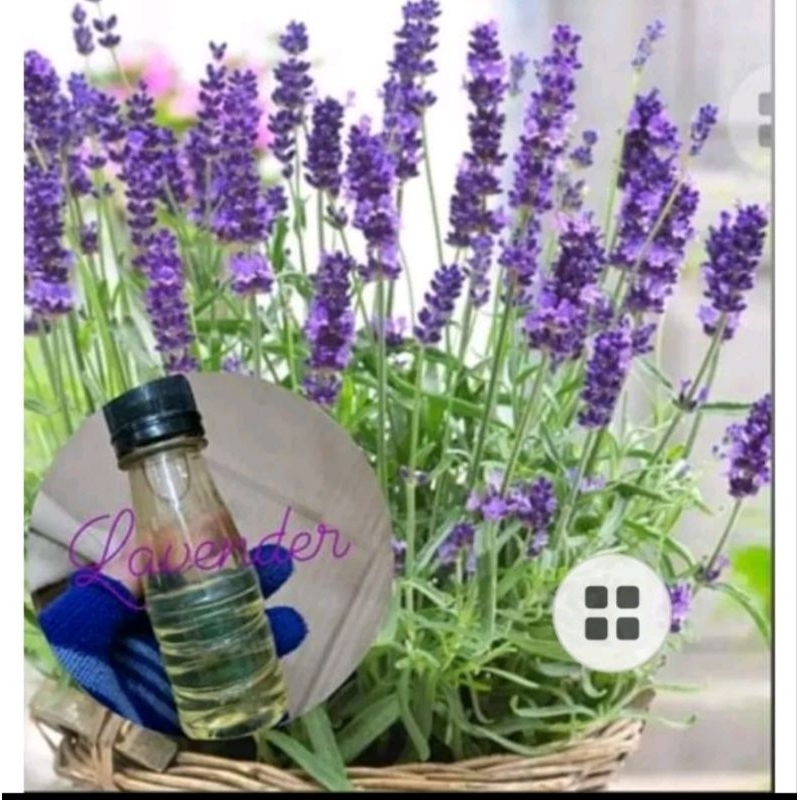 Tinh dầu laveder 1000ml