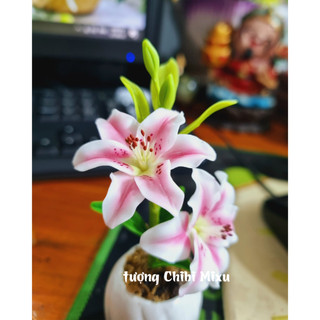 Chậu hoa Ly bằng đất sét Nhật cao cấp