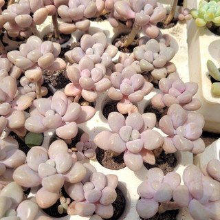 Sen đá sỏi hường thụ sỏi hồng đà lạt size vỉ vườn sen Đăk Lăk. Cây cảnh trang trí nhà cửa
