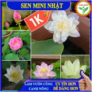 Hạt giống sen mini nhật nhiều màu đẹp lắm ý 😍🧡Freeship ❤️💥chất lượng cao