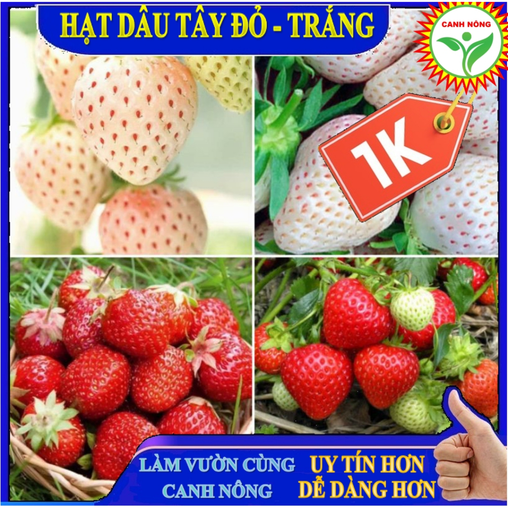 50 Hạt Dâu Tây Trắng Siêu Quả Chịu Nhiệt ) QUẢ SIÊU TO và CHỊU NHIỆT F1