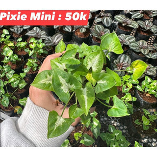 Cây trầu Pixie Mini