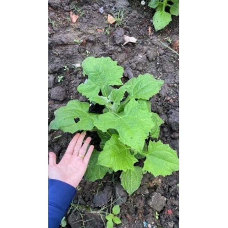 10 Cùi Giống Khoai Sâm Đất Cao sản vùng Lào Cai Y Tý