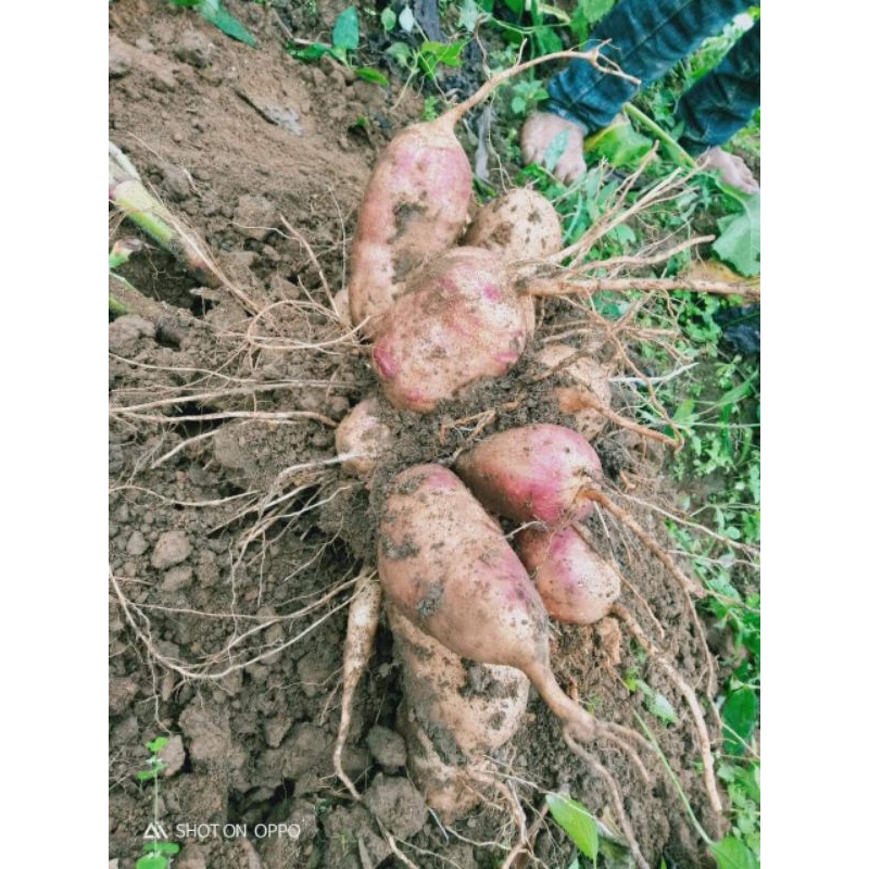 10 Cùi Giống Khoai Sâm Đất Cao sản vùng Lào Cai Y Tý