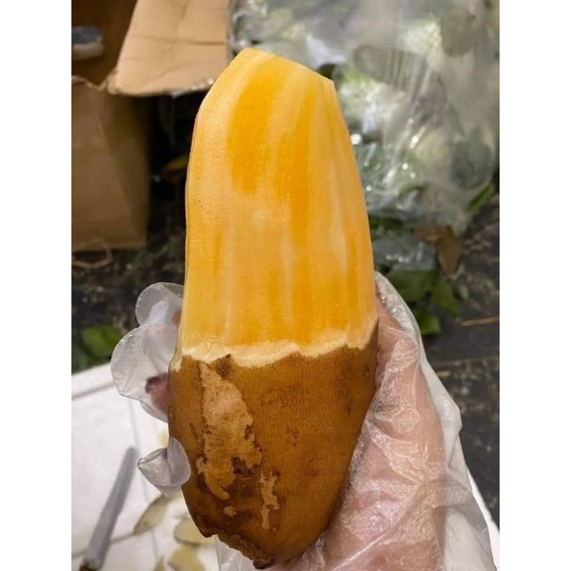 10 Cùi Giống Khoai Sâm Đất Cao sản vùng Lào Cai Y Tý