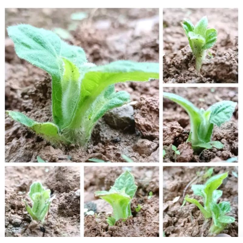 10 Cùi Giống Khoai Sâm Đất Cao sản vùng Lào Cai Y Tý