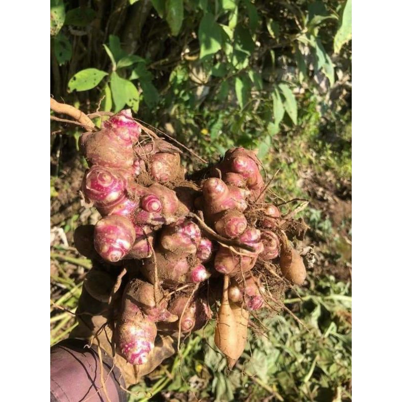 10 Cùi Giống Khoai Sâm Đất Cao sản vùng Lào Cai Y Tý