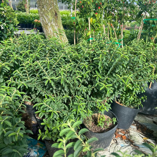 Ổi sẻ lá kim ( ổi nhật, ổi lá rí) nguyên chậu trang trí vườn