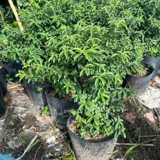 Ổi sẻ lá kim ( ổi nhật, ổi lá rí) nguyên chậu trang trí vườn