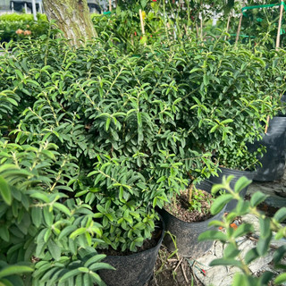 Ổi sẻ lá kim ( ổi nhật, ổi lá rí) nguyên chậu trang trí vườn