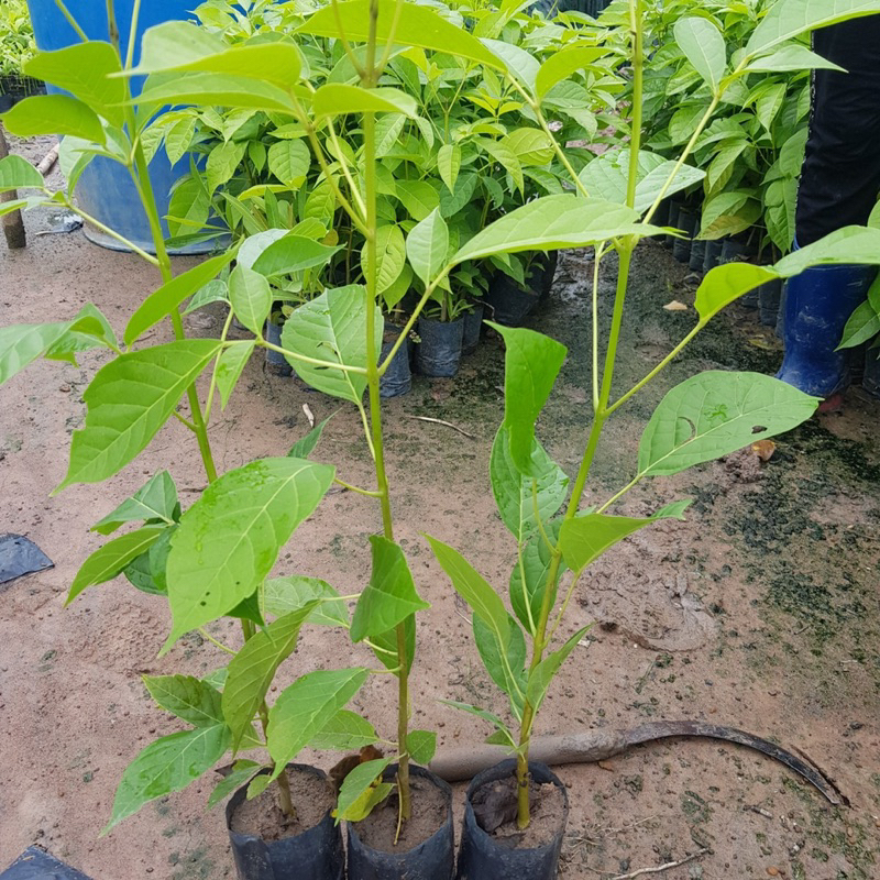 Cây giống kèn hồng