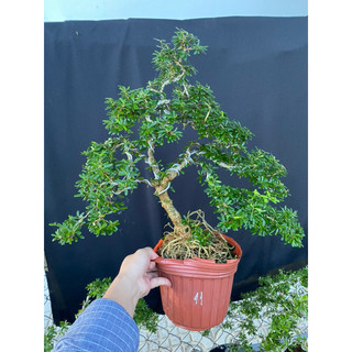 linh sam 86 giá 200k bao ship