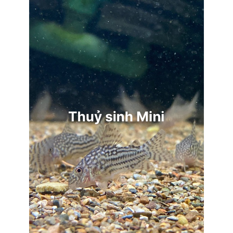 Cá chuột thuỷ sinh