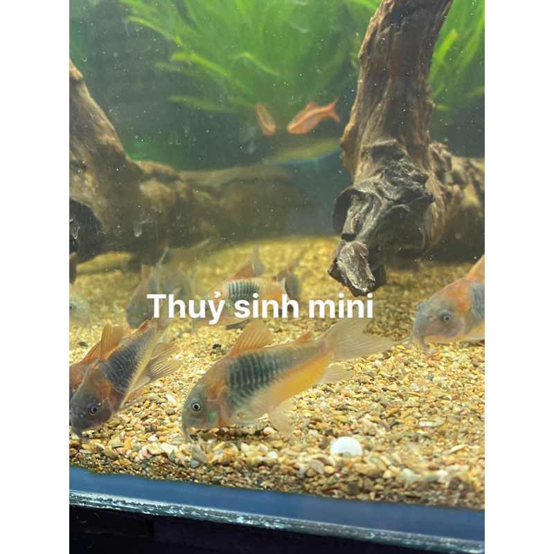 Cá chuột thuỷ sinh