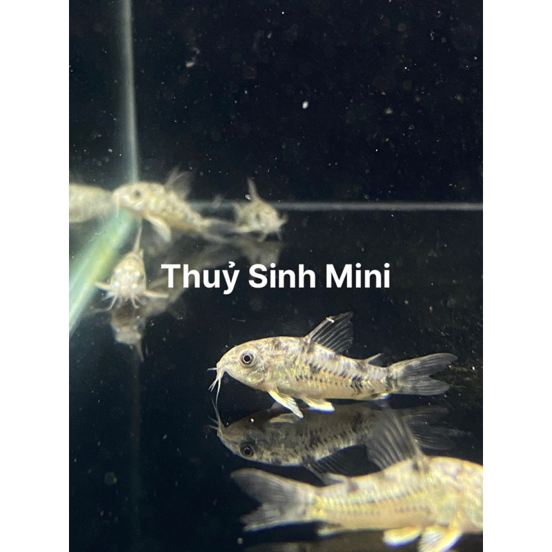 Cá chuột thuỷ sinh