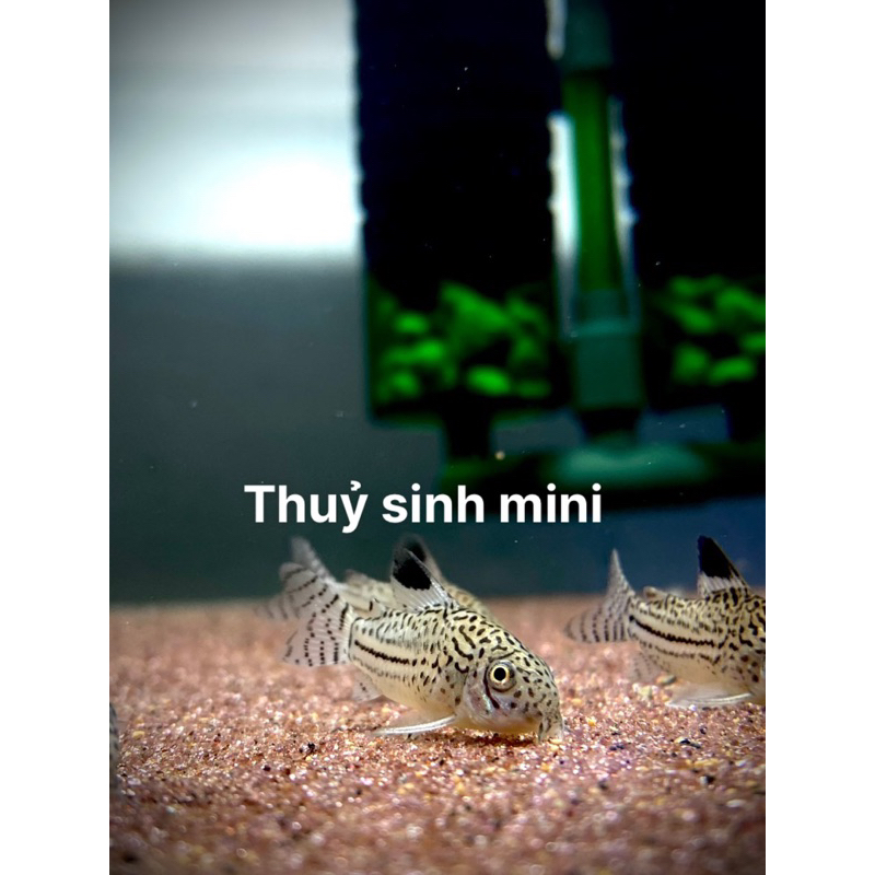 Cá chuột thuỷ sinh