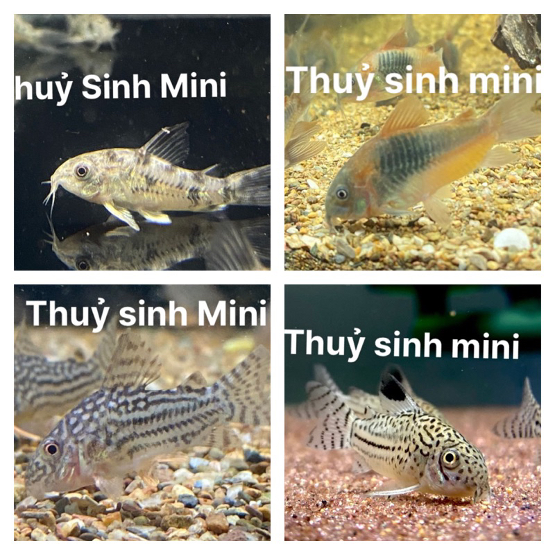 Cá chuột thuỷ sinh