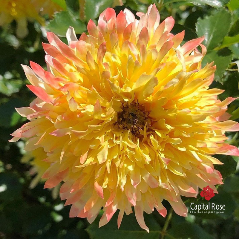 Hoa hồng bụi Fre Ruffle rose - cúc vàng