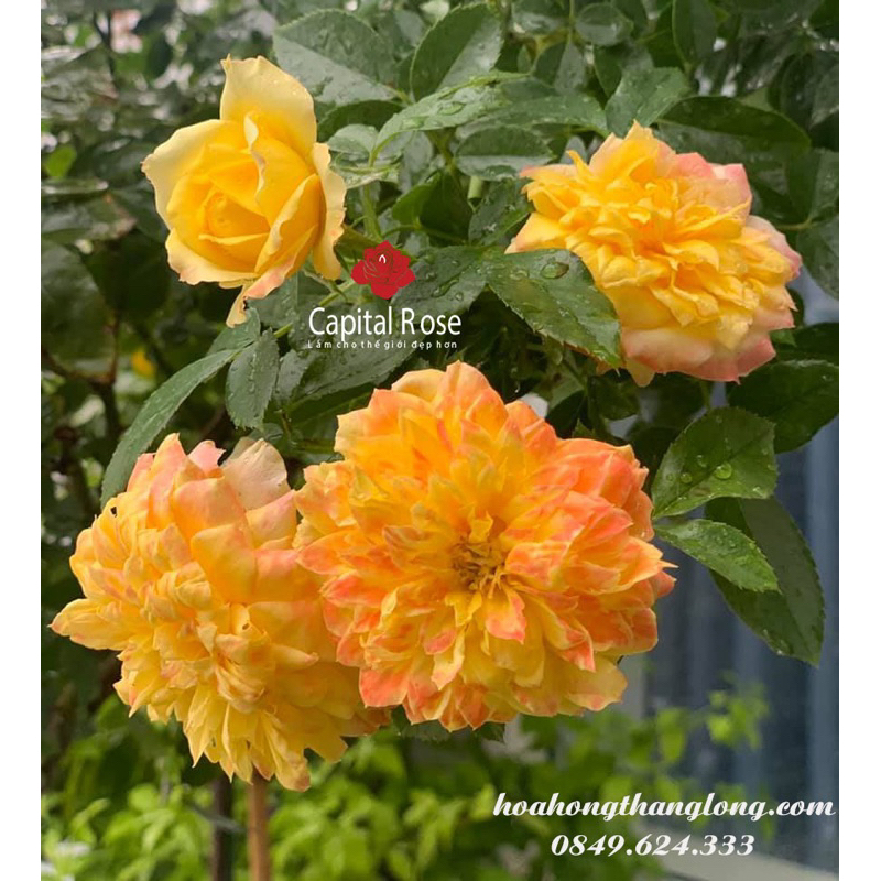 Hoa hồng bụi Fre Ruffle rose - cúc vàng