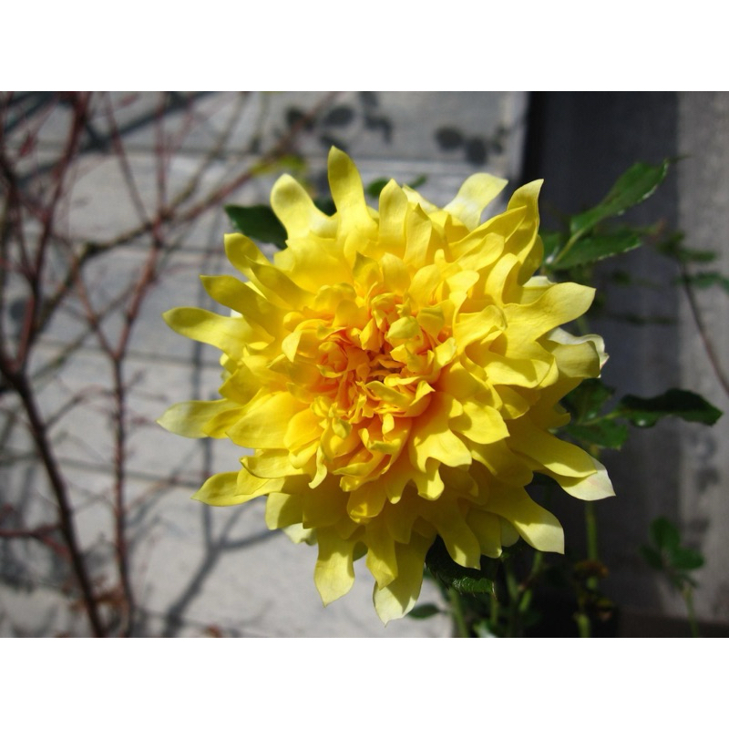 Hoa hồng bụi Fre Ruffle rose - cúc vàng