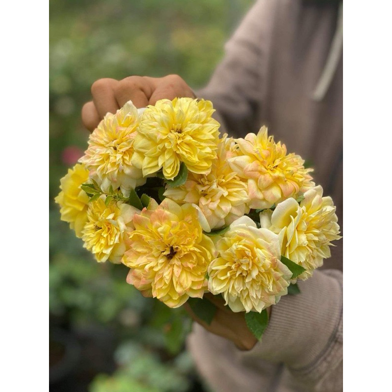 Hoa hồng bụi Fre Ruffle rose - cúc vàng
