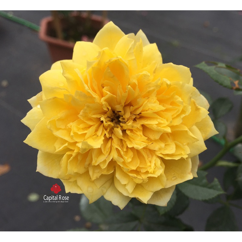 Hoa hồng bụi Fre Ruffle rose - cúc vàng