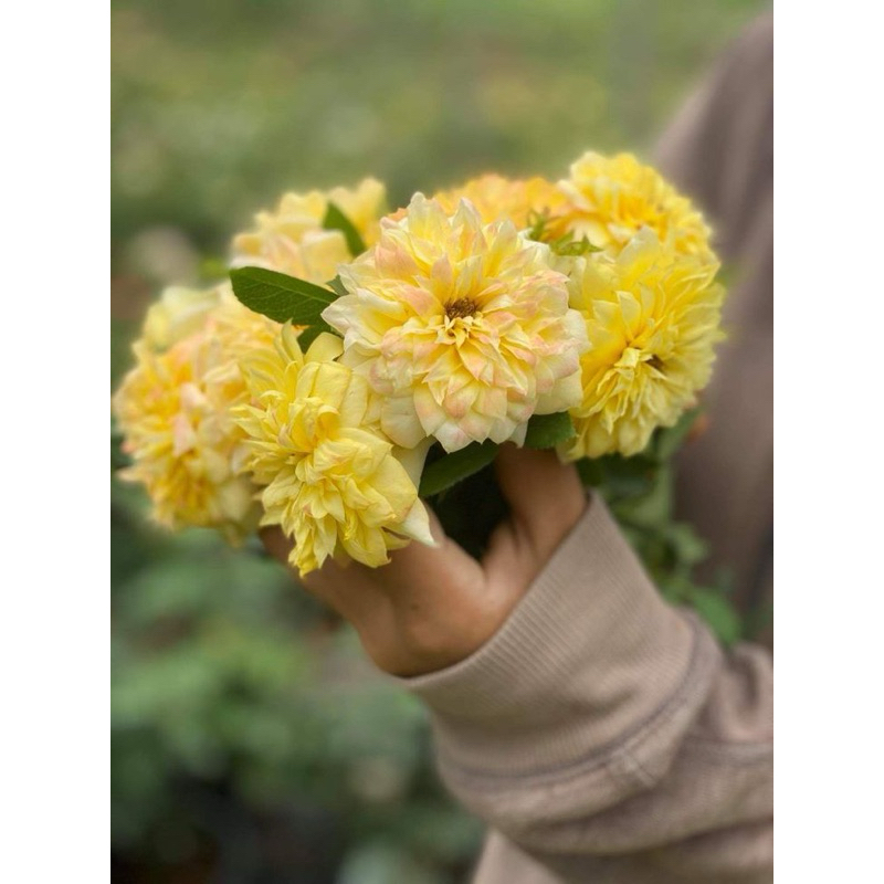 Hoa hồng bụi Fre Ruffle rose - cúc vàng