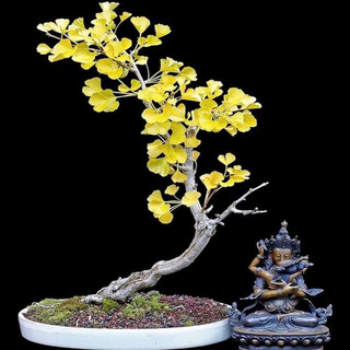 cây giống Ngân hạnh(bạch quả)1cay
