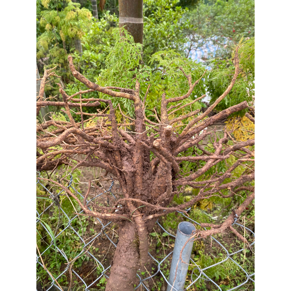 ĐINH LĂNG LÁ NẾP TRỒNG TỰ NHIÊN, CÂY LÂU NĂM, NGUYÊN CỦ, RỄ CHUẨN ĐẤT THỊT VEN ĐÊ SÔNG NINH CƠ