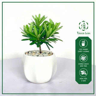 Cây tùng kim cương green lens cây cảnh, cây văn phòng để bàn làm việc