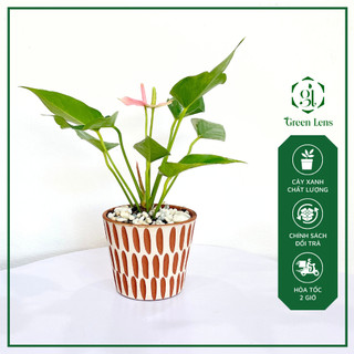 Cây hồng môn hồng green lens cây cảnh để bàn, cây để bàn làm việc