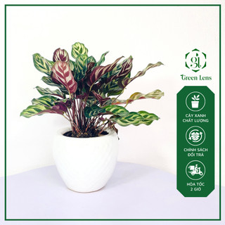 Cây đuôi công khổng tước green lens cây để bàn, cây văn phòng