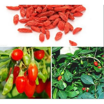 500g Kỷ Tử Sấy Khô Nấu Chè Loại Ngon