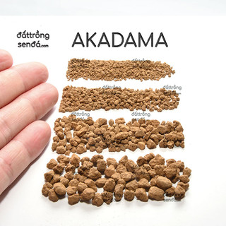 Akadama - đất sét dạng hạt tự nhiên từ nhật bản - dùng trồng sen đá