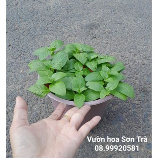 (VHST giao TP.HCM trong ngày) RAU CÁC LOẠI - CÂY XÁ XỊ.