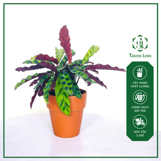 Cây đuôi công lá đốm green lens cây cảnh, cây để bàn làm việc