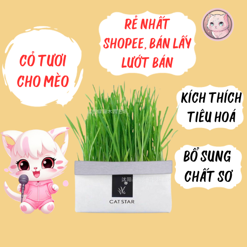 CỎ TƯƠI cho mèo - hạt giống cỏ mèo món quà thiên nhiên cho sức khỏe và niềm vui của thú cưng