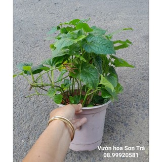 (VHST giao TP.HCM trong ngày) RAU CÁC LOẠI - CÂY LÁ LỐT.