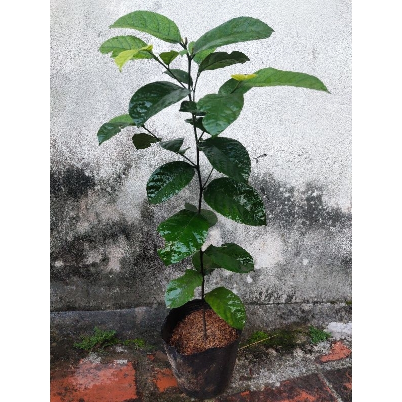 Cây chay ruột đỏ ngon, ngọt