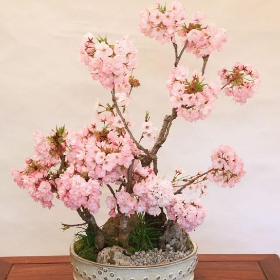 Hạt Giống Hoa Anh Đào Nhật Bản (Gói 5 Hạt) - Dễ Trồng, Siêu Đẹp
